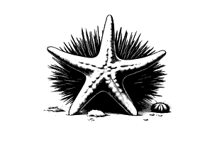 sea star and star urchin