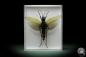 Preview: Aularches miliaris (10032) a insect from Malaysia | Taxidermy | Other Insects