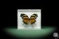 Preview: Consul fabius (10054) a butterfly from Peru | Taxidermy | Butterflies