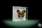 Preview: Consul fabius (10054) a butterfly from Peru | Taxidermy | Butterflies