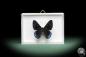 Preview: Necyria duellona (10081) a butterfly from South America | Taxidermy | Butterflies