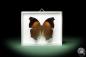 Preview: Salamis cacta (10226) a butterfly from Africa | Taxidermy | Butterflies