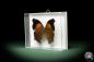 Preview: Salamis cacta (10226) a butterfly from Africa | Taxidermy | Butterflies