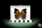 Preview: Salamis cacta (10226) a butterfly from Africa | Taxidermy | Butterflies