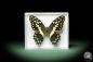 Preview: Papilio demodocus (10234) a butterfly from East Africa | Taxidermy | Butterflies