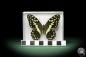 Preview: Papilio demodocus (10234) a butterfly from East Africa | Taxidermy | Butterflies