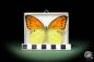 Preview: Hebomoia leucippe daemonis ein Schmetterling