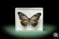 Preview: Parantica melaneus (10305) a butterfly from Philippines | Taxidermy | Butterflies