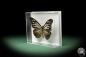 Preview: Parantica melaneus (10305) a butterfly from Philippines | Taxidermy | Butterflies