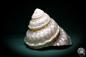 Preview: Megastraea undosa (1036) a snail from California | Conchylia | Snails