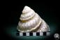 Preview: Megastraea undosa (1036) a snail from California | Conchylia | Snails