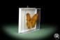 Preview: Vindula dejone (10370) a butterfly from Southeast Asia | Taxidermy | Butterflies