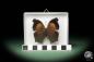 Preview: Salamis cacta ein Schmetterling