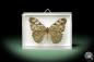 Preview: Hamadryas februa (10392) a butterfly from South America | Taxidermy | Butterflies