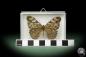 Preview: Hamadryas februa (10392) a butterfly from South America | Taxidermy | Butterflies