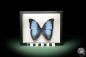 Preview: Morpho deidamia (10404) a butterfly from South America | Taxidermy | Butterflies