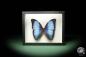 Preview: Morpho deidamia ein Schmetterling