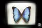 Preview: Morpho deidamia ein Schmetterling