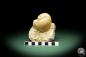 Preview: Globularia hemisphaerica (10547) a snail from France | Fossils | Snails