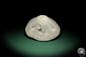 Preview: Clypeaster campanulatus f. reidii (1084) a echinoderm from Italy | Fossils | Echinoderms