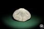 Preview: Clypeaster campanulatus f. reidii (1084) a echinoderm from Italy | Fossils | Echinoderms