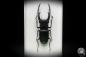 Preview: Hexarthrius mandibularis (11101) a beetle from Indonesia | Taxidermy | Beetles