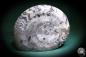 Preview: Clymenia spec. (1111) a cephalopod from Morocco | Fossils | Cephalopods