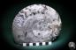 Preview: Clymenia spec. (1111) a cephalopod from Morocco | Fossils | Cephalopods