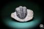 Preview: Phacops rana (1141) ein Trilobit aus Marokko | Fossilien | Trilobiten