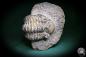 Preview: Phacops rana (1141) a trilobite from Morocco | Fossils | Trilobites