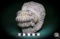 Preview: Phacops rana (1141) ein Trilobit aus Marokko | Fossilien | Trilobiten