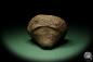 Preview: Lecythis spec. (11690) a dried fruit from South America | Dried fruit