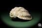 Preview: Harpa davidis (12078) a snail from East Africa | Conchylia | Snails