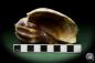 Preview: Harpa davidis (12083) a snail from East Africa | Conchylia | Snails