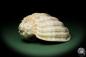 Preview: Harpa davidis (12084) a snail from East Africa | Conchylia | Snails