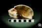 Preview: Harpa davidis (12084) a snail from East Africa | Conchylia | Snails