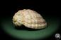 Preview: Harpa davidis (12085) a snail from East Africa | Conchylia | Snails