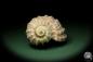 Preview: Harpa davidis (12085) a snail from East Africa | Conchylia | Snails