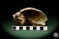 Preview: Harpa davidis (12086) a snail from East Africa | Conchylia | Snails