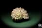 Preview: Harpa davidis (12089) a snail from East Africa | Conchylia | Snails