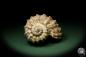 Preview: Harpa davidis (12090) a snail from East Africa | Conchylia | Snails