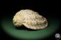 Preview: Harpa davidis (12097) a snail from East Africa | Conchylia | Snails