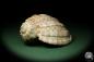 Preview: Harpa davidis (12098) a snail from East Africa | Conchylia | Snails