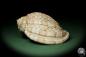 Preview: Harpa davidis (12098) a snail from East Africa | Conchylia | Snails