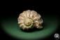 Preview: Harpa davidis (12102) a snail from East Africa | Conchylia | Snails