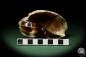 Preview: Harpa davidis (12102) a snail from East Africa | Conchylia | Snails