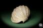 Preview: Harpa davidis (12104) a snail from East Africa | Conchylia | Snails