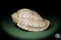 Preview: Harpa davidis (12105) a snail from East Africa | Conchylia | Snails