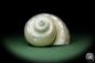 Preview: Turbo imperialis (12129) a snail from East Africa | Conchylia | Snails