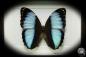 Preview: Morpho achilles (12251) a butterfly from South America | Taxidermy | Butterflies